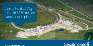 Ceres Global Ag to build $350 million (US) canola crush plant at Northgate