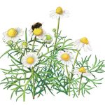 Seed packets support biodiversity