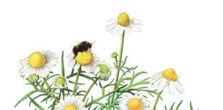 Seed packets support biodiversity