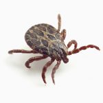 Tick season arrives, inspect person and pets