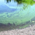 Algae levels in valley lakes keep increasing