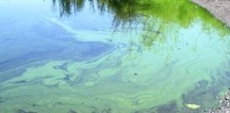 Algae levels in valley lakes keep increasing