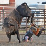 Bull Bash raises $7,522