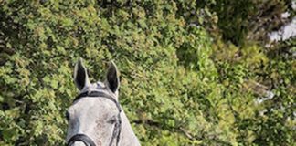 Beat the Heat Horse Show held in Melville