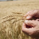 Saskatchewan agriculture producers need help