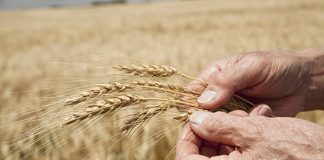 Saskatchewan agriculture producers need help