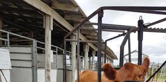 Melville hosts annual 4-H Regional Show & Sale