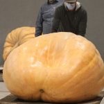 Giant pumpkins yield money for first responders