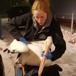 Melville Fire rescues pelican