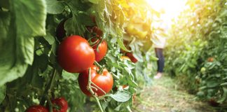 Plots in new Community Garden quickly filling up