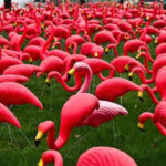 You know when you’ve been ‘Flocked’ in Kipling