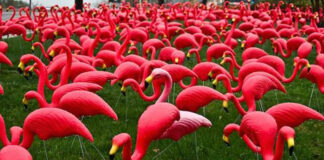 You know when you’ve been ‘Flocked’ in Kipling