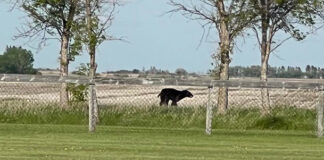 Bear sighting shuts down kids’ ball game in Cupar