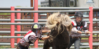 ‘Round-Up Rodeo’ is fun for the whole family
