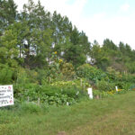Community garden provides an asset to the community