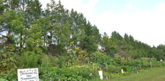 Community garden provides an asset to the community