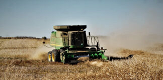 Town of Fort Qu’Appelle estimate large canola crop pay-off