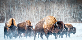 Melville photographer wins ExploreSask photo contest