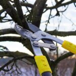 Elm pruning ban begins April 1