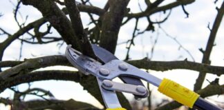 Elm pruning ban begins April 1