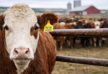 Livestock industry still braces for traceability rules