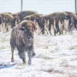 Bison return to Kahkewistahâw First Nation