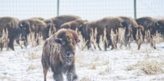 Bison return to Kahkewistahâw First Nation