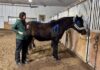 Benefits of K-taping for horses demonstrated in recent clinic