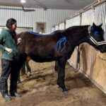 Benefits of K-taping for horses demonstrated in recent clinic