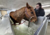 Vibank-area trio brings therapy to horses in need