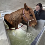 Vibank-area trio brings therapy to horses in need