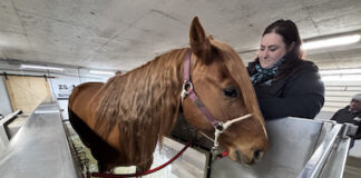 Vibank-area trio brings therapy to horses in need